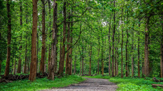 Why Teak Wood Is Always a Good Idea