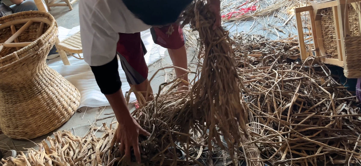 Artesano clasificando tallos secos de jacinto de agua en un taller tradicional de tejido, preparando fibras naturales para cestas y muebles artesanales.